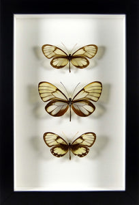 Trio de papillons de verre Godyris / Cadre noir