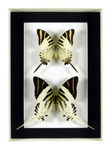 Charger l'image dans la galerie, Papillons porte-queues Graphium d'Indonésie / Cadre noir ou blanc