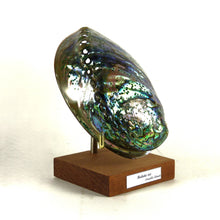 Charger l'image dans la galerie, Coquille d'ormeau Haliotis iris (mollusque) sur socle