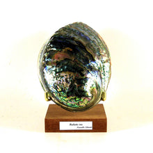 Charger l'image dans la galerie, Coquille d'ormeau Haliotis iris (mollusque) sur socle