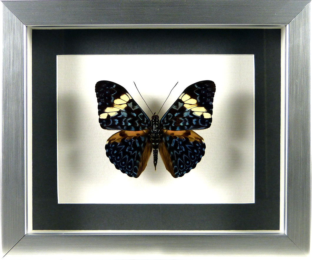 Papillon Hamadryas arinome / Cadre argent