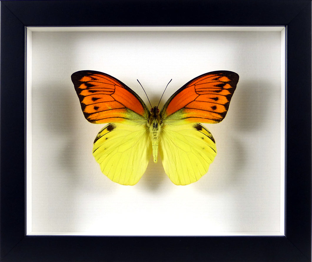 Papillon piéride Hebomoia leucippe / Cadre noir