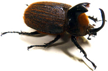Charger l'image dans la galerie, Scarabée Heterogomphus hirtus - sous globe, cloche