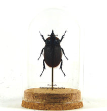 Charger l'image dans la galerie, Scarabée Heterogomphus hirtus - sous globe, cloche