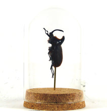 Charger l'image dans la galerie, Scarabée Heterogomphus hirtus - sous globe, cloche