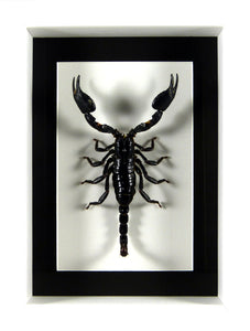 Scorpion géant Heterometrus cyaneus sous cadre vitré