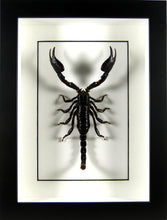 Charger l&#39;image dans la galerie, Scorpion géant Heterometrus cyaneus sous cadre vitré
