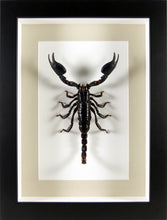 Charger l&#39;image dans la galerie, Scorpion géant Heterometrus cyaneus sous cadre vitré