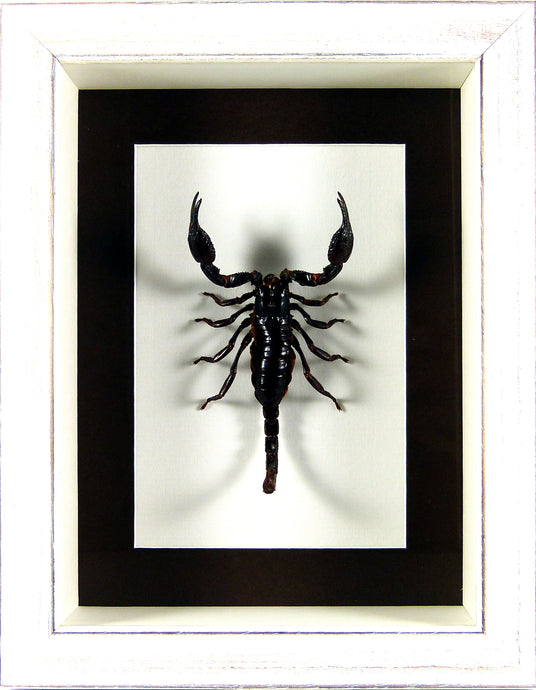 Scorpion géant Heterometrus cyaneus sous cadre vitré plusieurs finitions