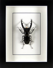 Charger l&#39;image dans la galerie, Lucane géant Hexarthrius mandibularis/ Cadre bois noir
