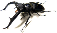 Charger l&#39;image dans la galerie, Lucane géant Hexarthrius mandibularis/ Cadre bois noir