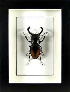 Grand lucane Hexarthrius parryi (coléoptère) / Cadre noir