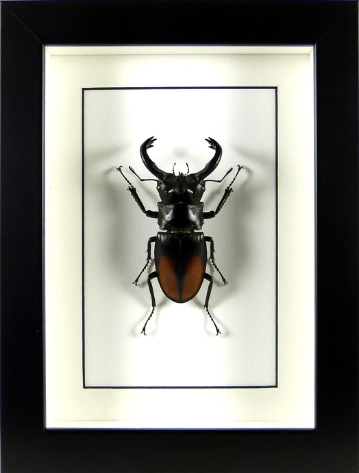Grand lucane Hexarthrius parryi (coléoptère) / Cadre noir
