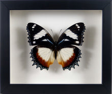 Charger l'image dans la galerie, Papillon Hypolimnas dexithea / Cadre argent