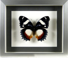 Charger l'image dans la galerie, Papillon Hypolimnas dexithea / Cadre argent