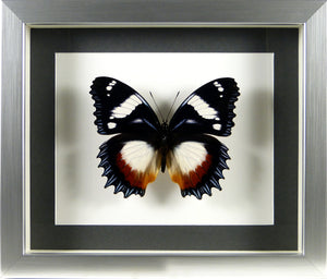 Papillon Hypolimnas dexithea / Cadre argent