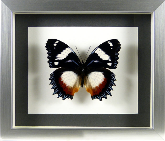 Papillon Hypolimnas dexithea / Cadre argent
