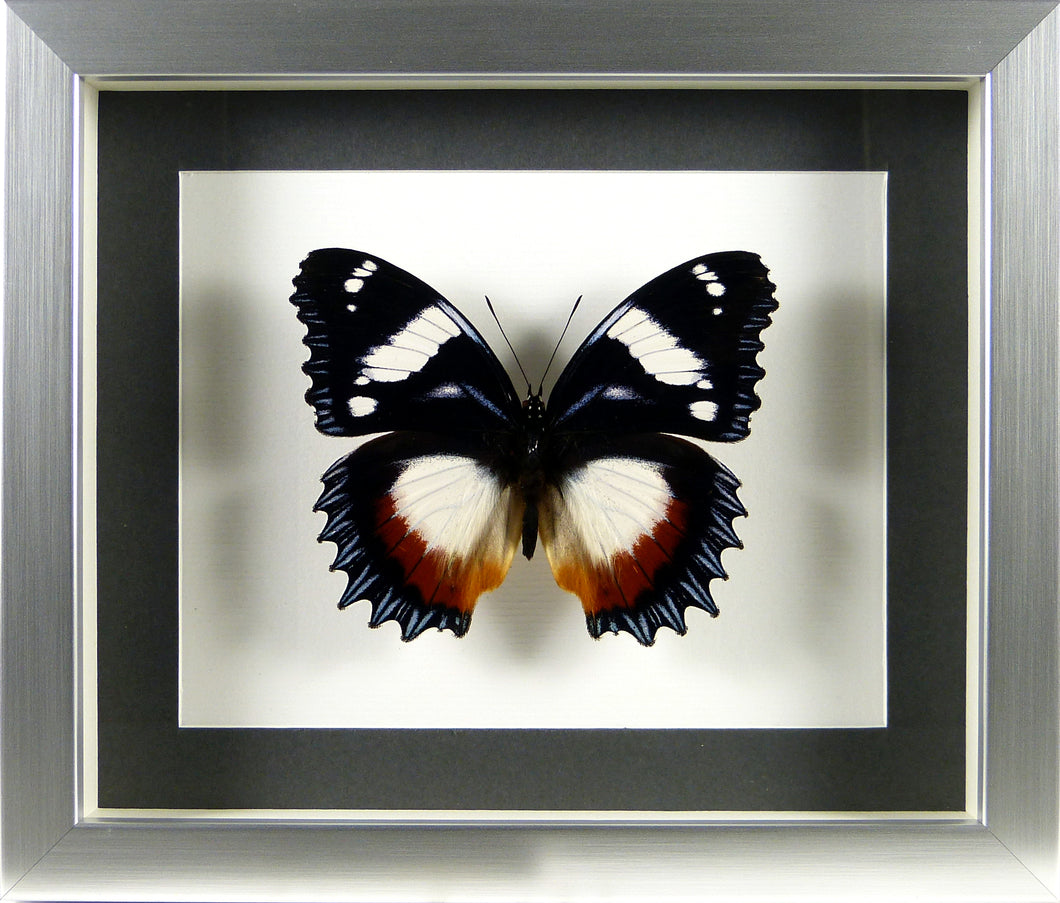 Papillon Hypolimnas dexithea / Cadre argent