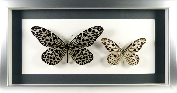 Duo de papillons Idea et Ideopsis / Cadre argent