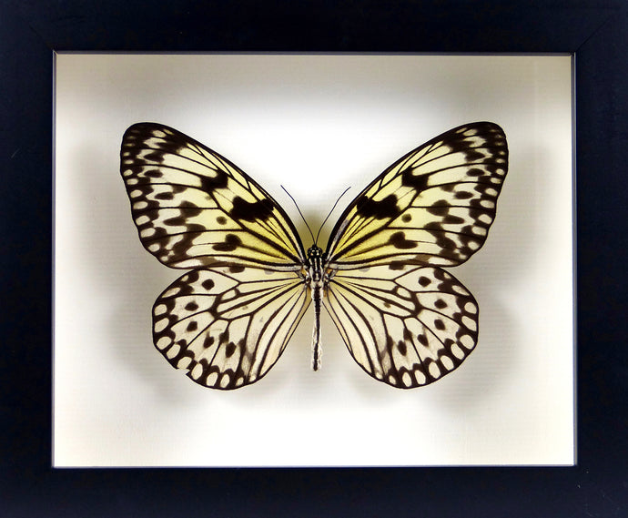 Papillon exotique Idea leucone / Cadre noir