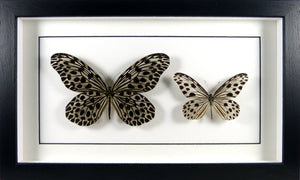 Duo de papillons Idea et Ideopsis / Cadre noir