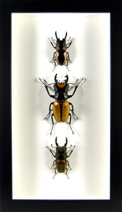 Trio de lucanes indonésiens/ Cadre noir