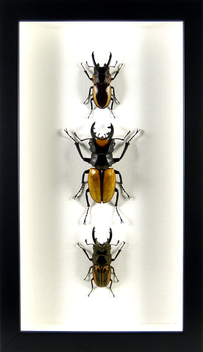 Trio de lucanes indonésiens/ Cadre noir