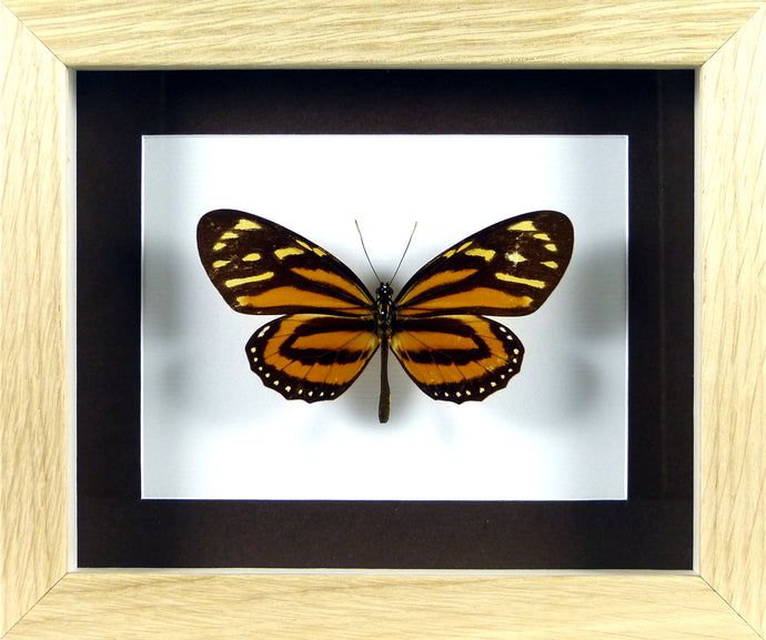 Papillon exotique Lycorea ceres / Cadre chêne