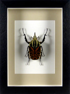 Cétoine africaine Mecynorhina oberthuri / Cadre laqué noir