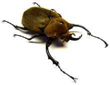 Charger l'image dans la galerie, Megasoma elephas (coléoptère Dynastinae) / Cadre noir