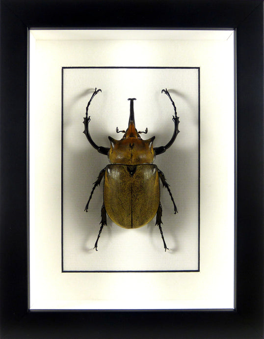 Megasoma elephas (coléoptère Dynastinae) / Cadre noir