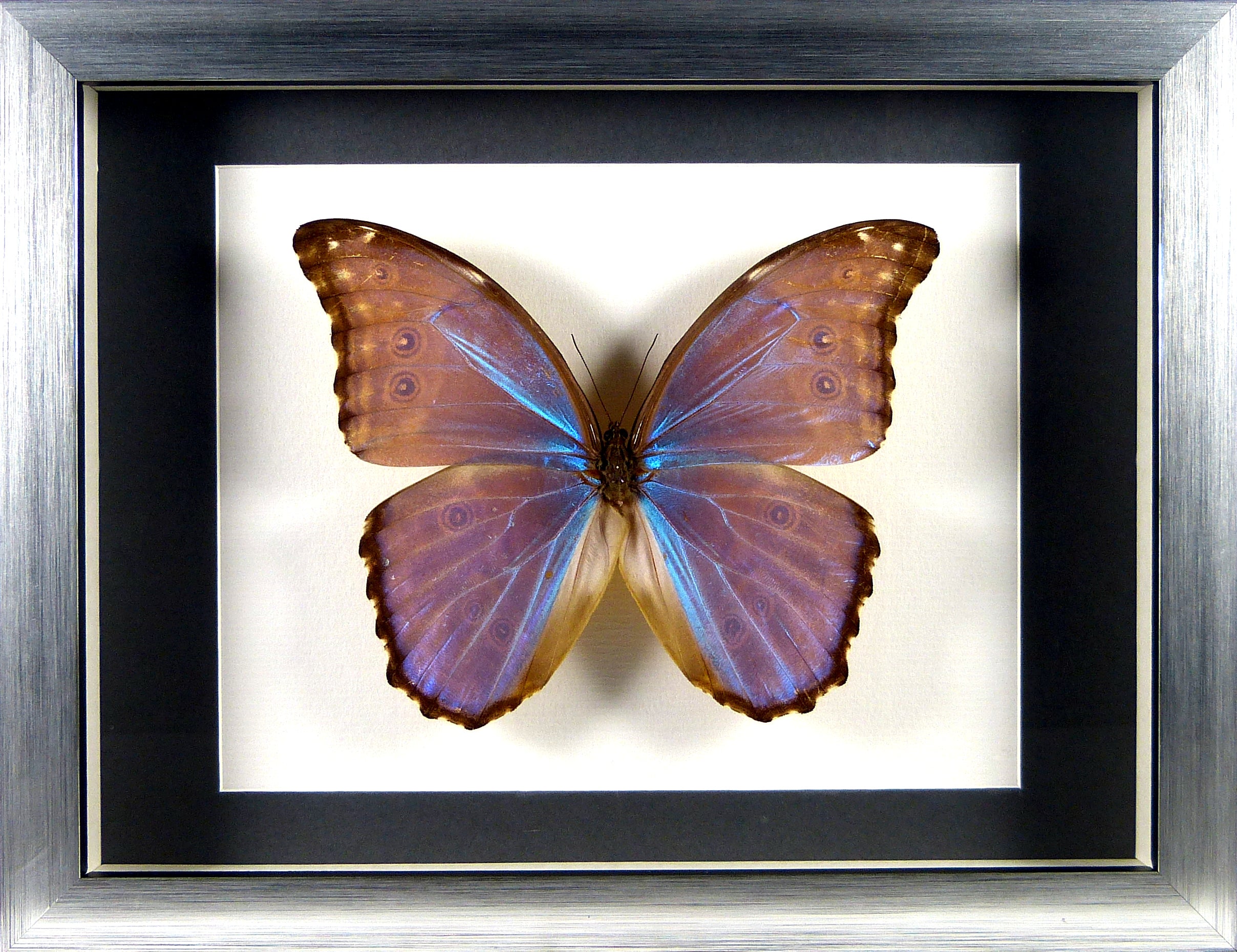 Papillon Morpho godarti assarpai / Cadre bois plusieurs finitions