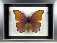 Charger l&#39;image dans la galerie, Papillon Morpho godarti assarpai / Cadre bois plusieurs finitions