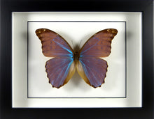 Charger l&#39;image dans la galerie, Papillon Morpho godarti assarpai / Cadre bois plusieurs finitions