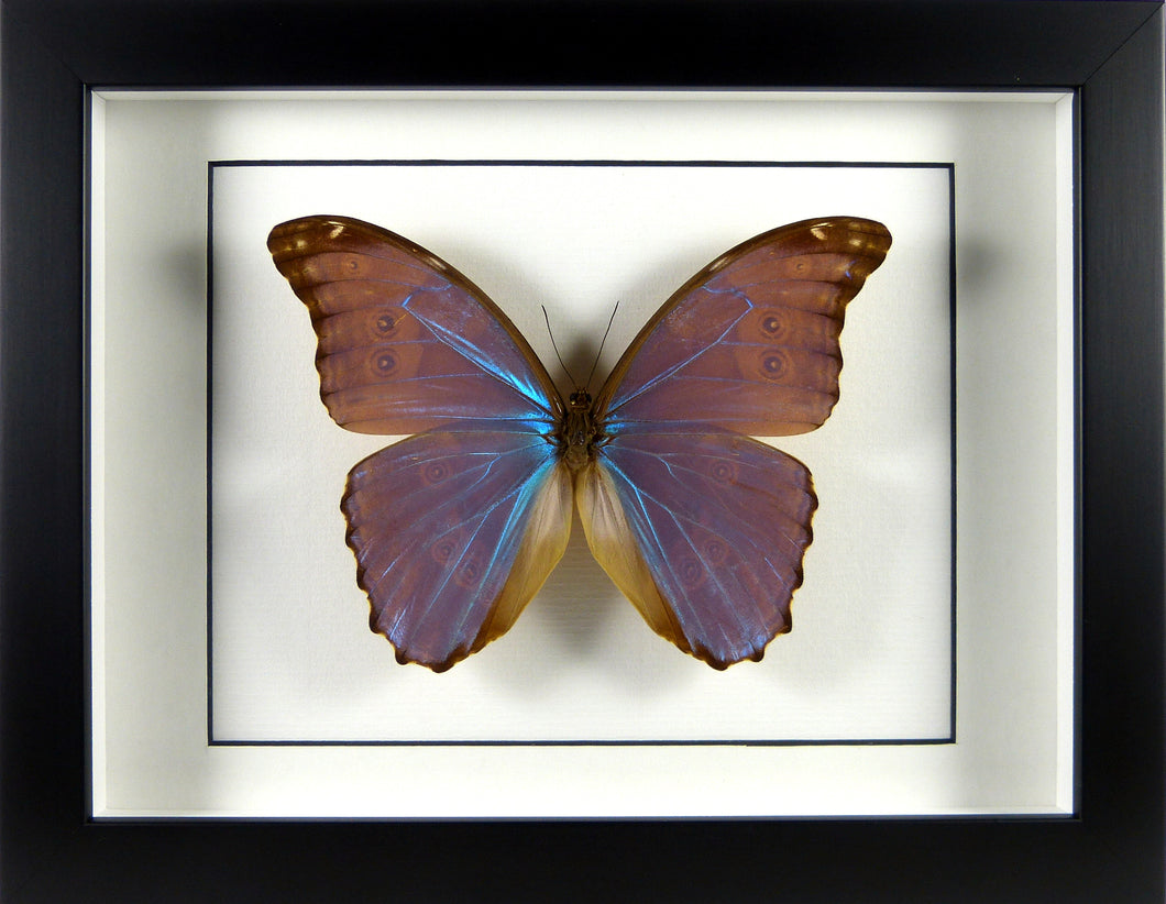 Papillon Morpho godarti assarpai / Cadre bois plusieurs finitions
