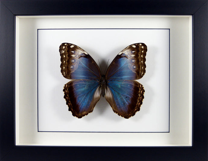 Papillon Morpho helenor carillensis/ Cadre noir