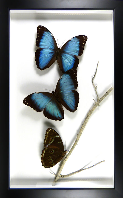 Envol de papillons Morpho helenor / Cadre noir
