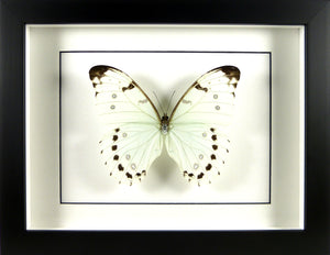 Papillon Morpho luna / Cadre noir