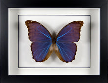 Charger l&#39;image dans la galerie, Papillon Morpho menelaus alexandrovna / Cadre bois plusieurs finitions