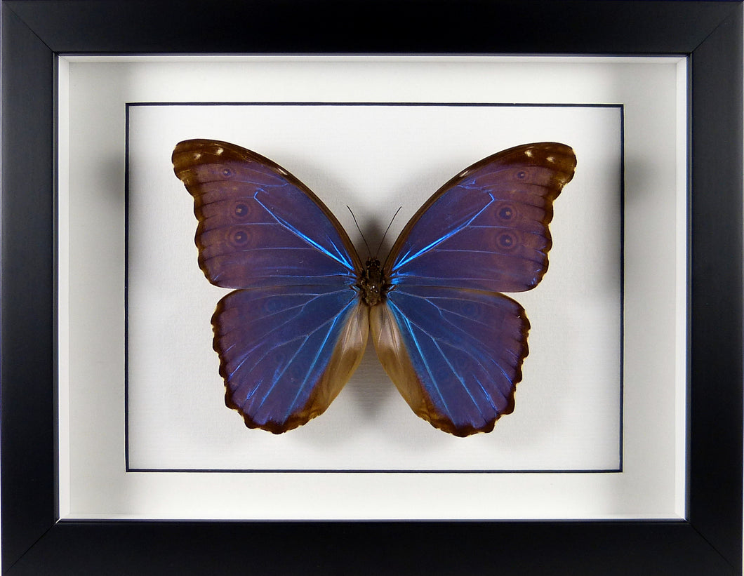 Papillon Morpho menelaus alexandrovna / Cadre bois plusieurs finitions