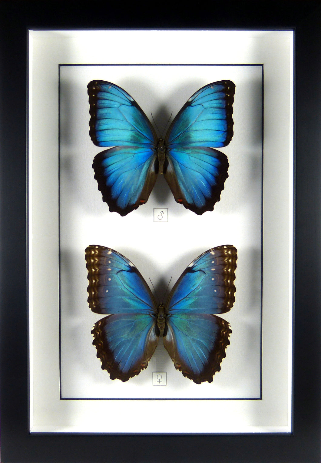 Couple de papillons Morpho peleides / Cadre plusieurs finitions