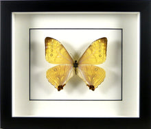 Charger l&#39;image dans la galerie, Papillon Morpho sulkowskyi / Cadre argent vieilli