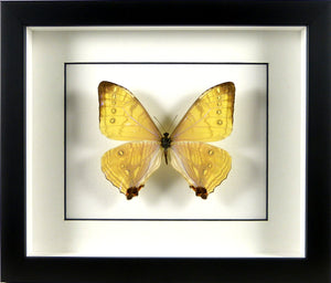 Papillon Morpho sulkowskyi / Cadre argent vieilli