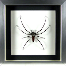 Charger l'image dans la galerie, Araignée géante Nephila maculata / Cadre plusieurs finitions