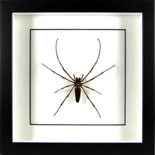 Charger l&#39;image dans la galerie, Araignée géante Nephila pilipes / Cadre noir