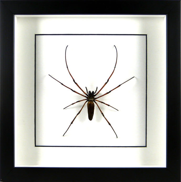 Araignée géante Nephila pilipes / Cadre noir