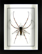 Charger l&#39;image dans la galerie, Araignée géante Nephila pilipes / Cadre noir