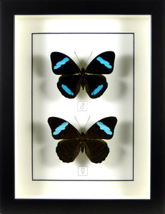 Couple de papillons Nessaea hewistonii / Cadre noir