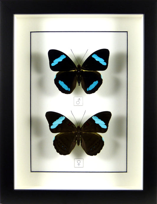 Couple de papillons Nessaea hewistonii / Cadre noir