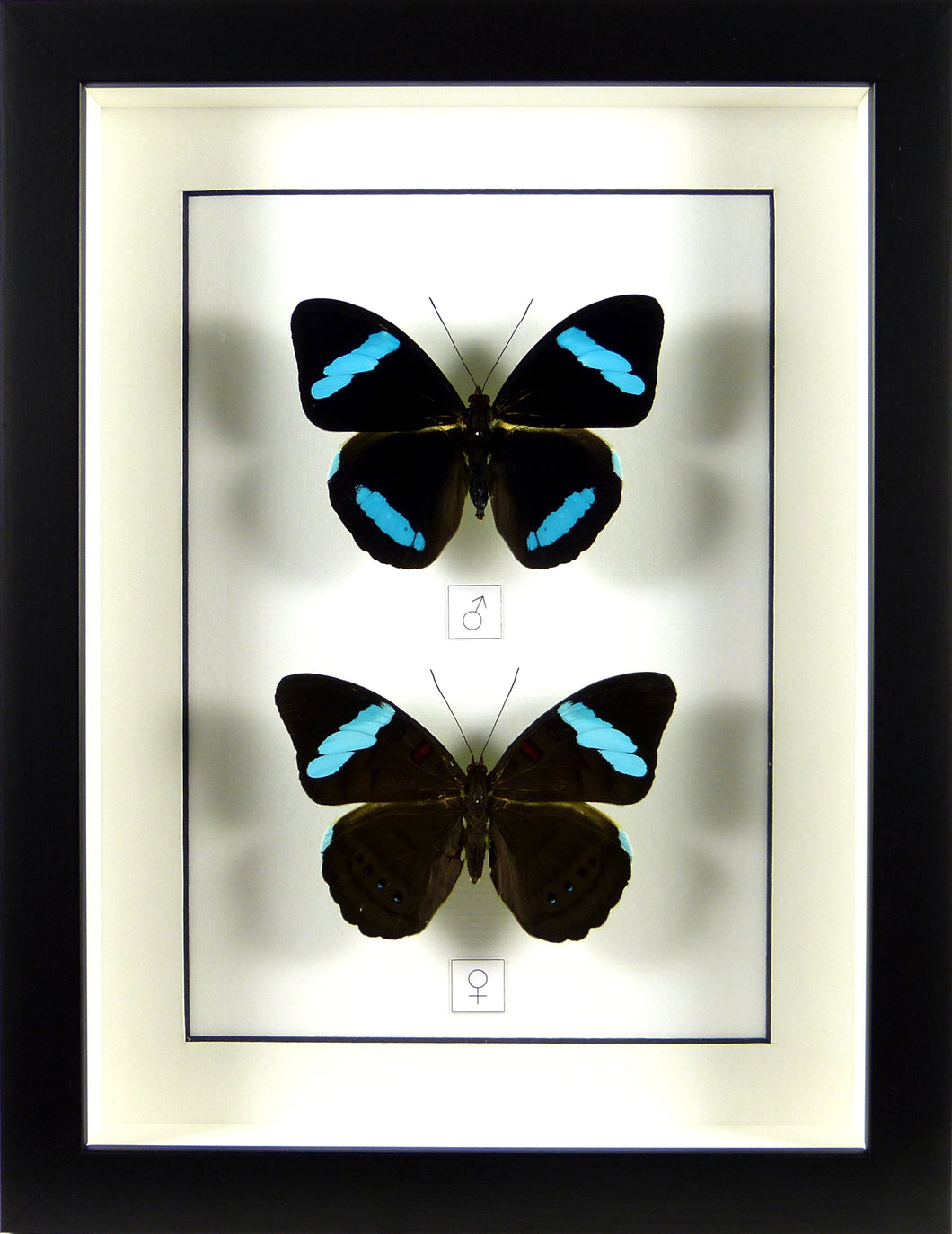 Couple de papillons Nessaea hewistonii / Cadre noir